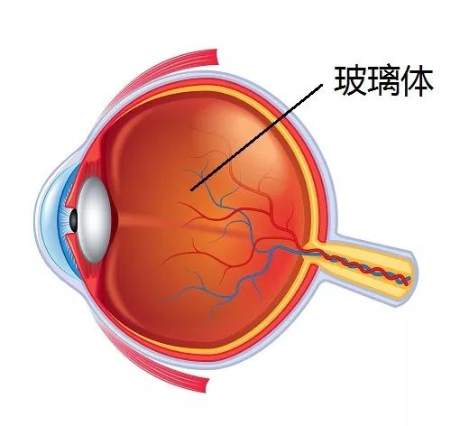 玻璃體視網(wǎng)膜,希瑪瑞視眼科,上海眼科醫(yī)院
