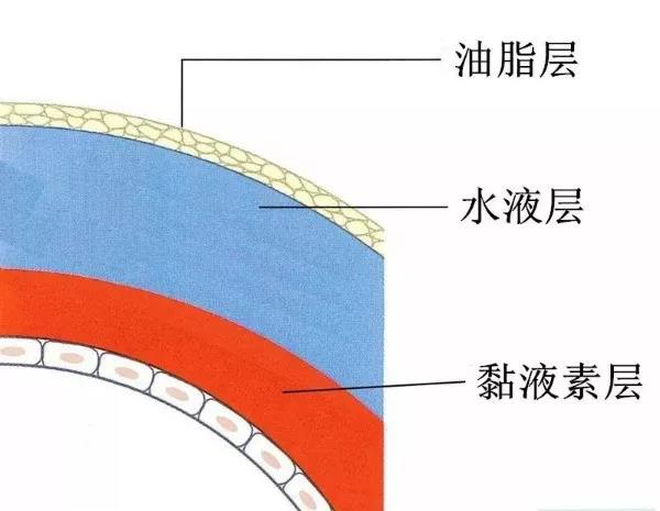 眼表眼角膜,?，斎鹨曆劭?上海眼科醫(yī)院