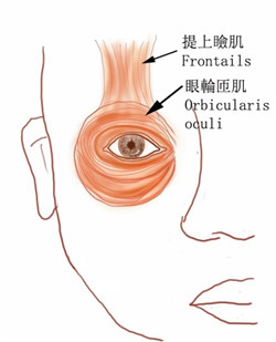 眼表眼角膜,?，斎鹨曆劭?上海眼科醫(yī)院