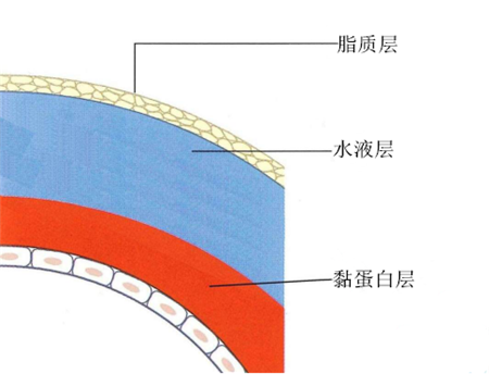 眼表眼角膜,?，斎鹨曆劭?上海眼科醫(yī)院