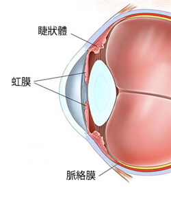眼表眼角膜,?，斎鹨曆劭?上海眼科醫(yī)院
